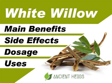 willow bark in hindi|white willow bark dosage.